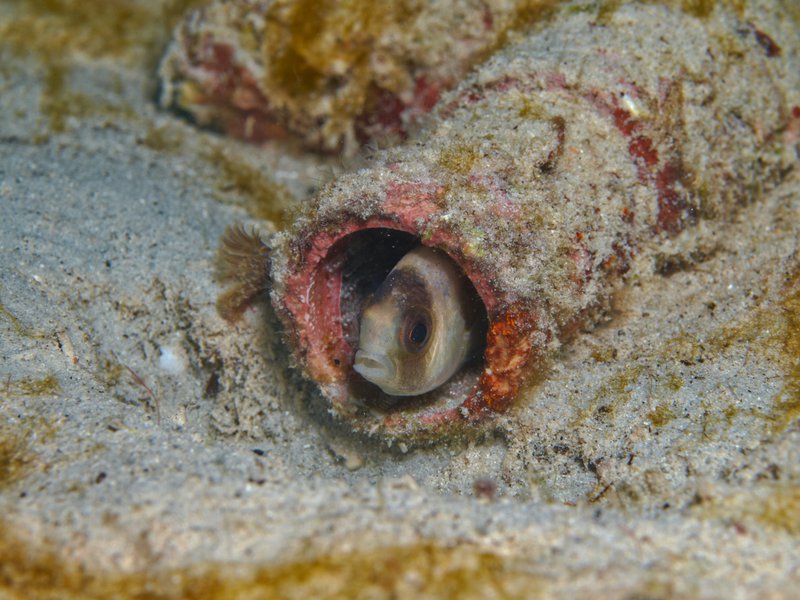 Fish, House Reef